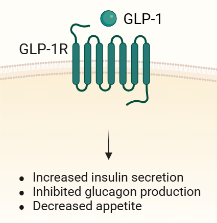 Binding of GLP-1 to GLP-1R