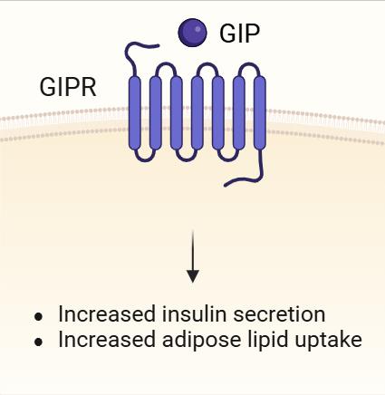 Binding of GIP to GIPR