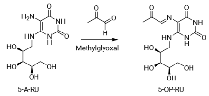Formation of 5-OP-RU