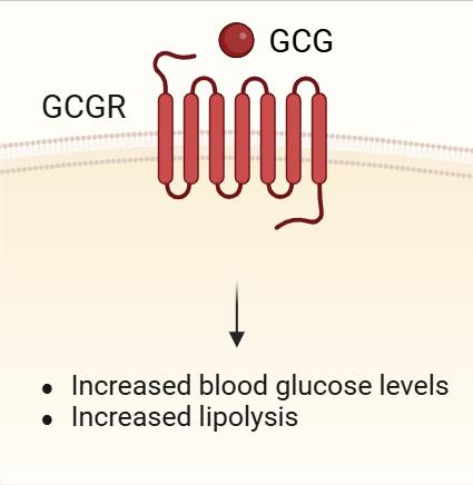 Binding of Glucagon to GCGR
