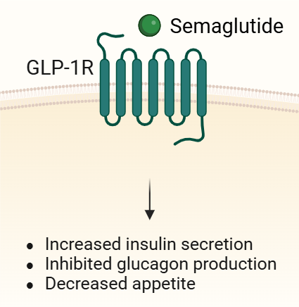 Binding of Semaglutide to GLP-1R