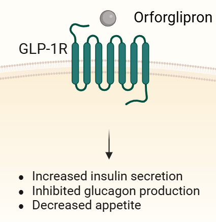 Binding of Orforglipron to GLP-1R