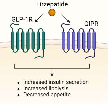 Binding of Tirzepatide to GLP-1R and GIPR