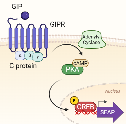 Signaling pathway in HEK-Blue™ GIP cells