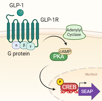 Signaling pathway in HEK-Blue™ GLP-1 cells