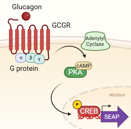 Signaling pathway in HEK-Blue™ Glucagon cells