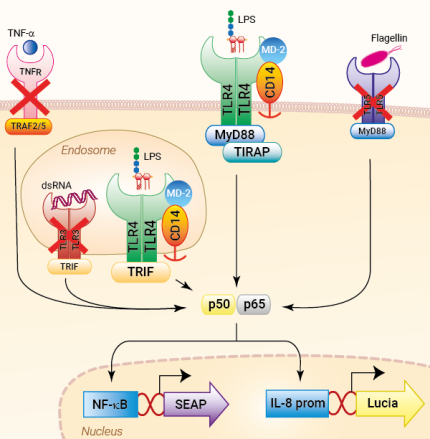 Signaling pathways in HEK-Blue-Lucia™ mTLR4 cells