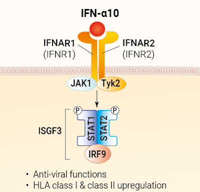 IFN-α10 signaling and biological functions