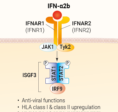 IFN-α2b signaling and biological functions