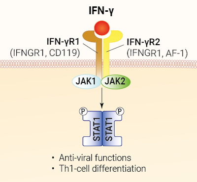 IFN-γ signaling and biological functions