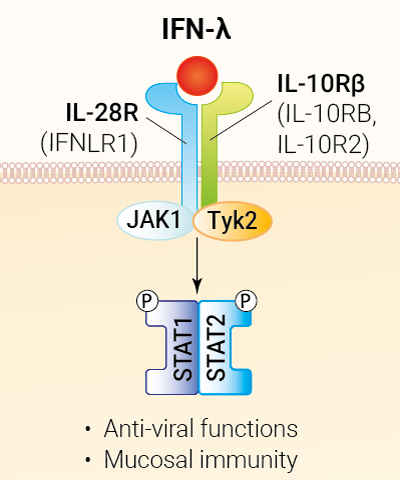 IL-29 signaling and biological functions