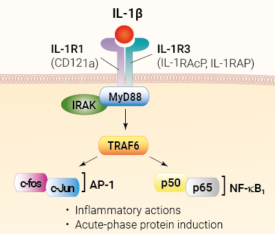 IL-1β signaling and biological functions