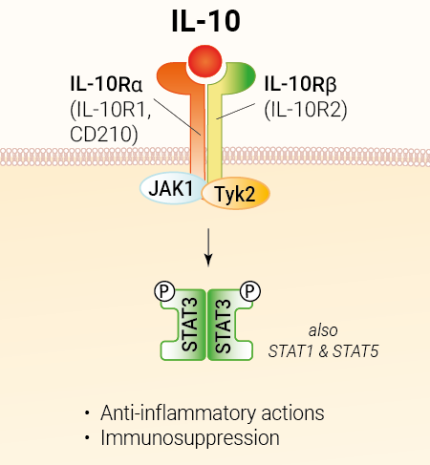IL-10 signaling and biological functions