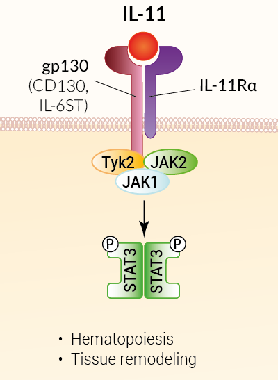 IL-11 signaling and biological functions