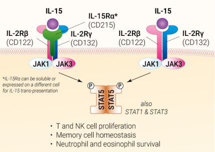 IL-15 signaling and biological functions