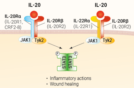 IL-20 signaling and biological functions