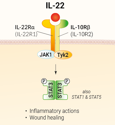 IL-22 signaling and biological functions