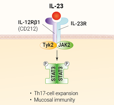 IL-23 signaling and biological functions