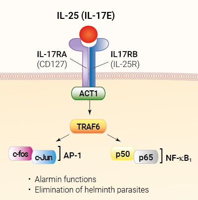 IL-25 signaling and biological functions