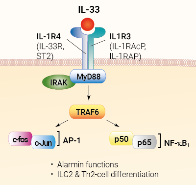 IL-33 signaling and biological functions