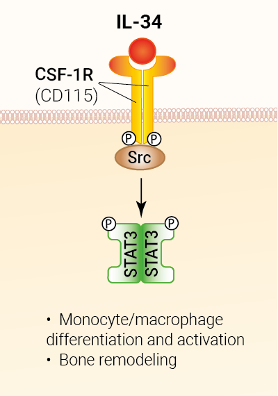IL-34 signaling and biological functions