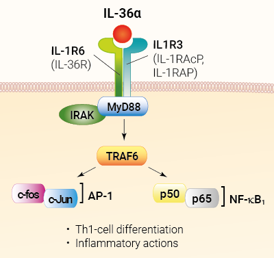 IL-36 signaling and biological functions