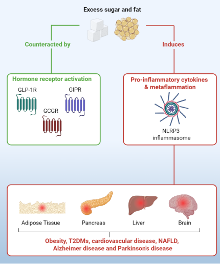 Immunometabolism & Metabolic Diseases