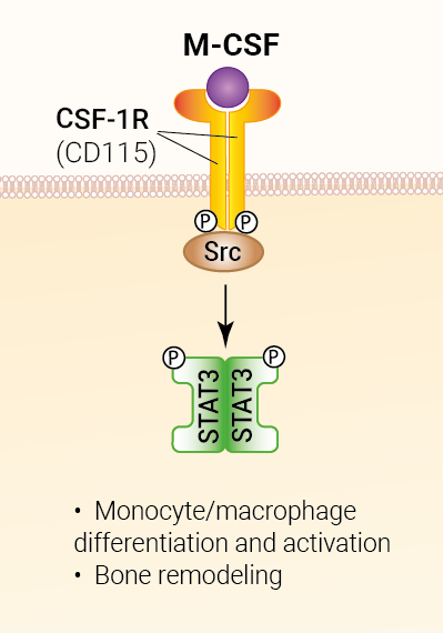 M-CSF signaling and biological functions