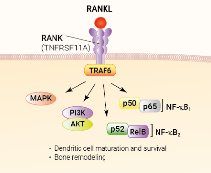 RANKL signaling and biological functions
