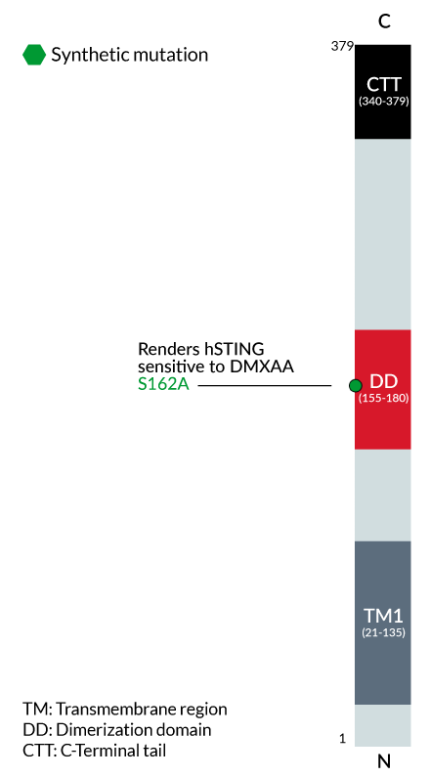 Human STING gene, S162A variant