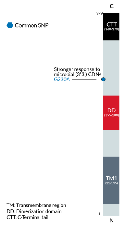 Human STING gene, G230A variant