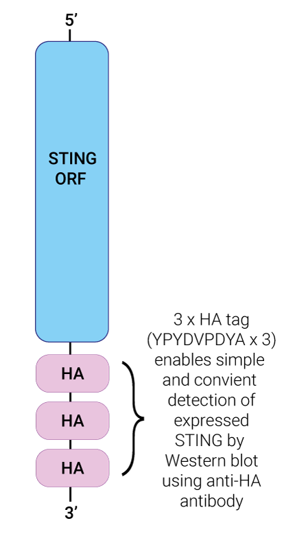 STING gene HA-tagged