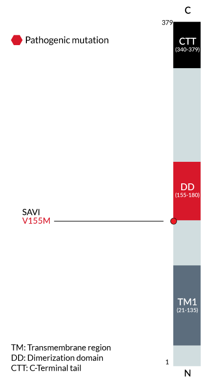 SAVI-associated V155M hSTING gene