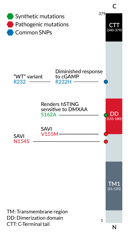 Human STING genetic variants: functional effect or disease association