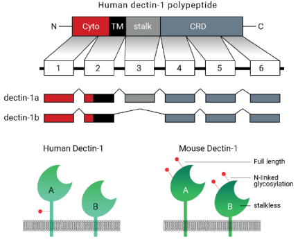 Schematic representation of the Dectin-1 major isoforms