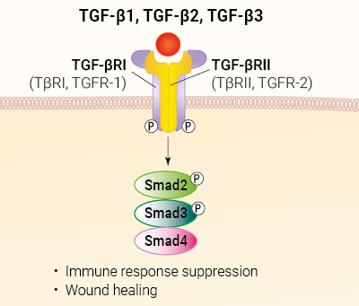 TGF-β signaling and biological functions