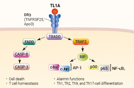 TL1A signaling and biological functions