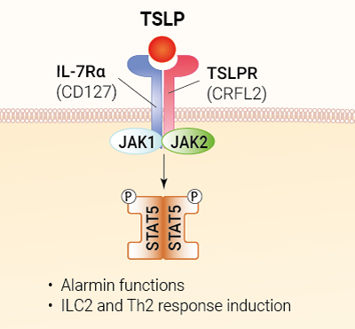TSLP signaling and biological functions