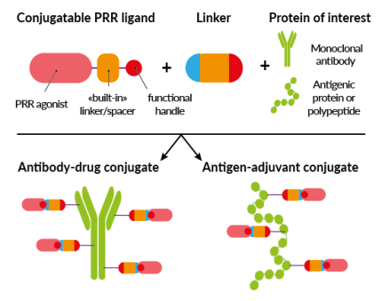 Bioconjugation of PPR ligands