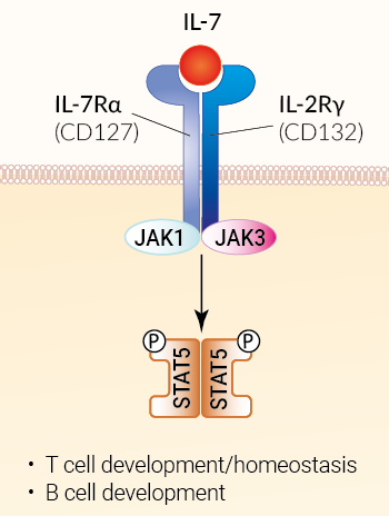 IL-7 signaling and biological functions