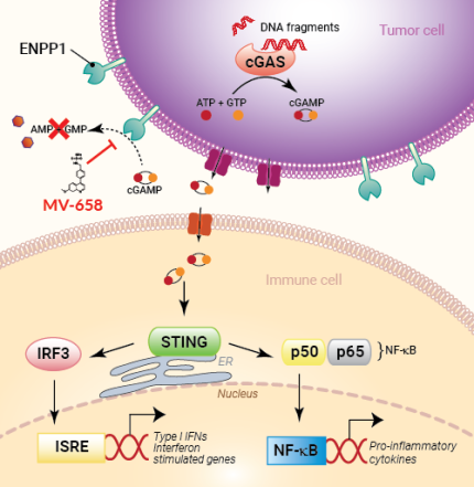 ENPP1 inhibition by MV-658