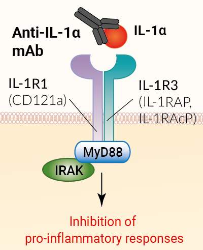 Binding of Anti-hIL-1α mAb