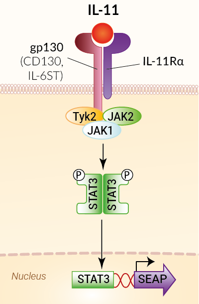 Signaling pathway in HEK-Blue™ IL-11 cells
