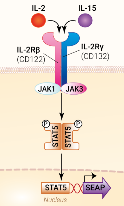 Signaling pathway in HEK-Blue™-CD122/CD132 cells