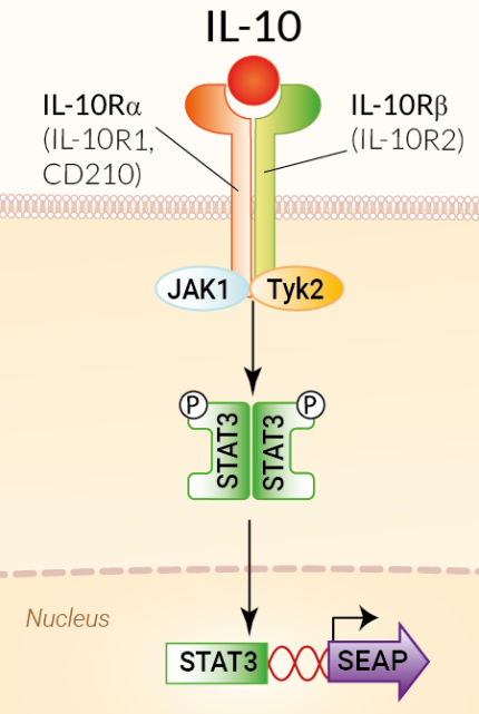 Signaling pathway in HEK-Blue™ IL-10 cells