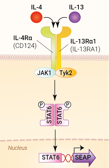 Signaling pathway in HEK-Blue™ mIL-4/IL-13 cells