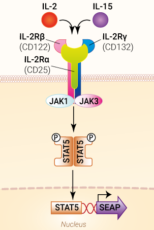 Signaling pathway in HEK-Blue™ IL-2Rα/β/γ Cells