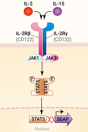 Signaling pathway in HEK-Blue™ IL-2Rβ/γ Cells