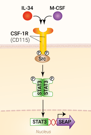 Signaling pathway in HEK-Blue™ IL-34/M-CSF cells