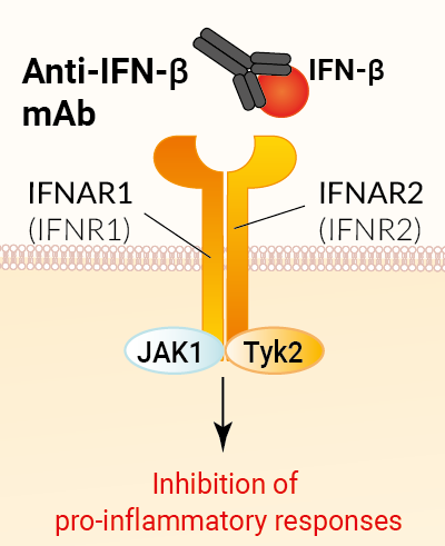 Binding of Anti-hIFN-β mAb